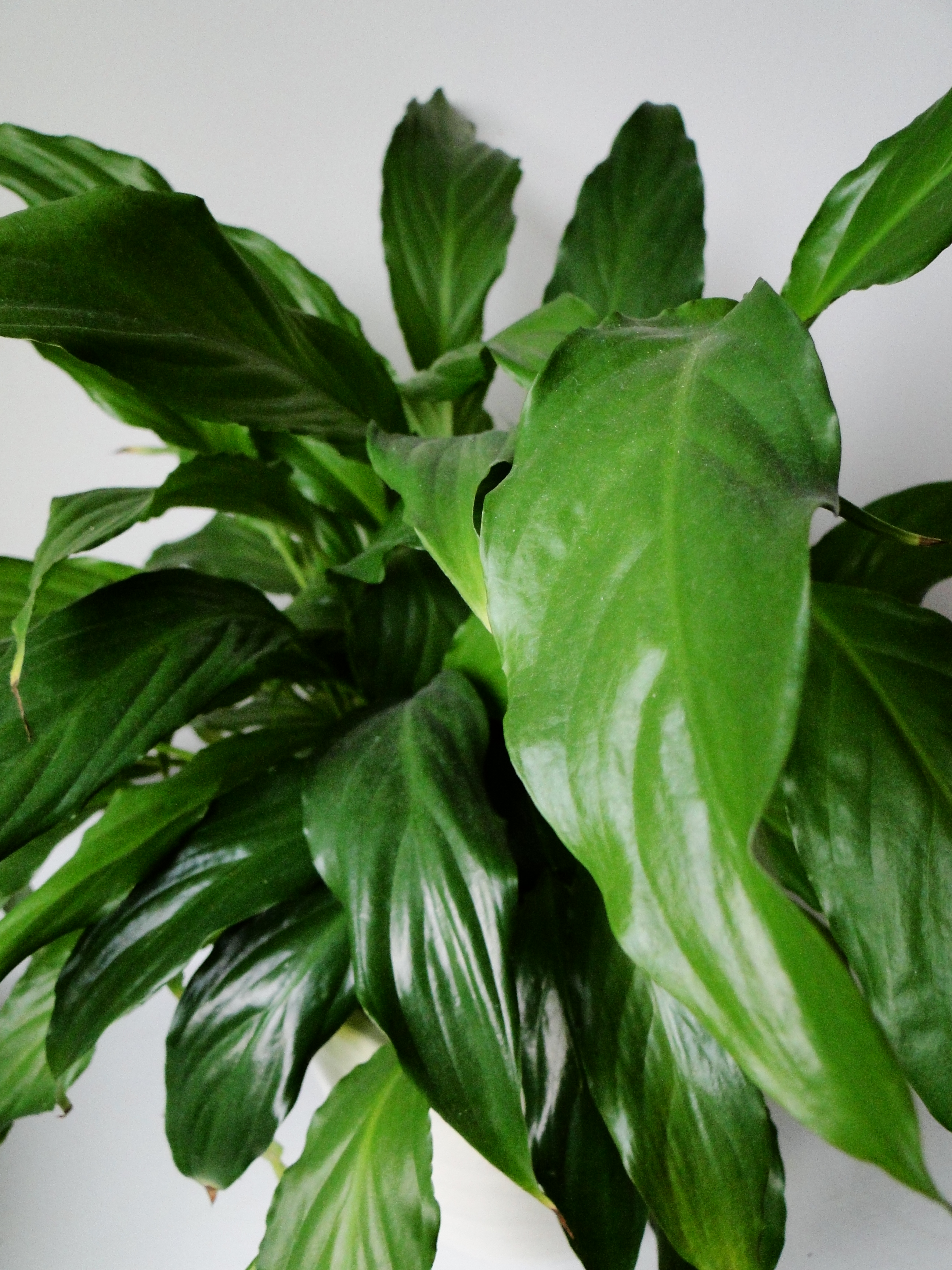 The Houseplant Conundrum wellywoman