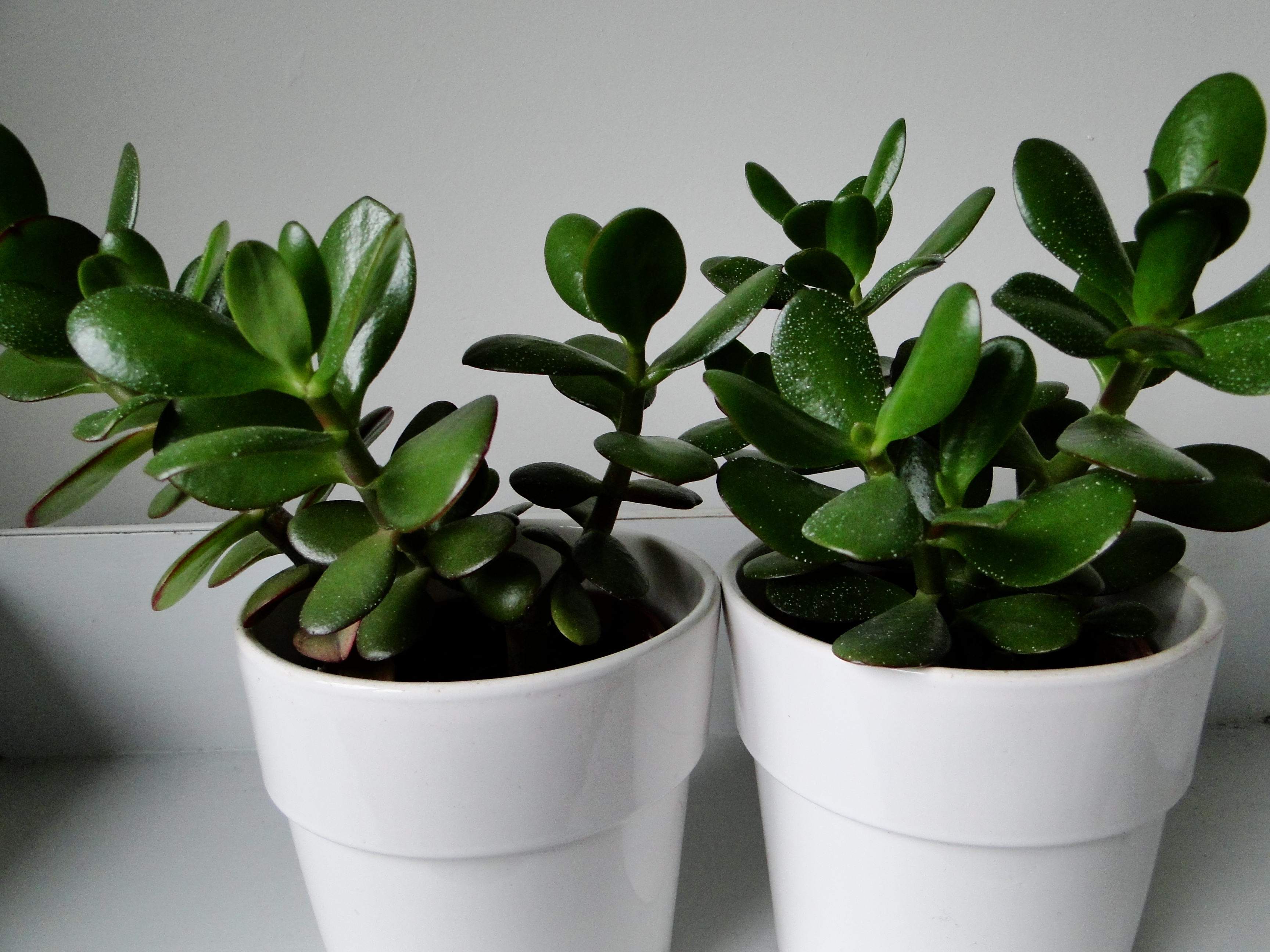 17 Genius Indoor Plants  Names  Kaf Mobile Homes