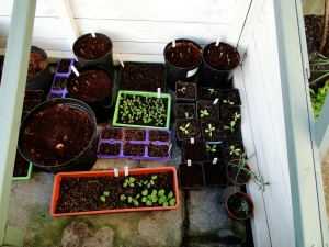 Seedlings in my cold frame