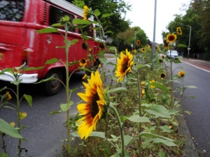 Guerilla Gardening Sunflowers