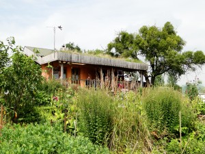 Noel Kingsbury's garden