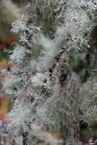 Lichen covered trees at Dawyck Botanic Garden