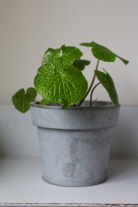 My young wasabi plant