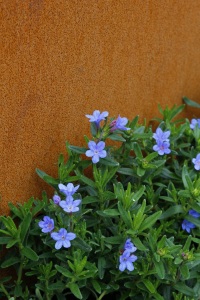 Lithodora and rusty metal - RHS Chelsea 2015