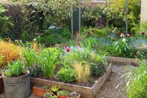The raised beds in spring