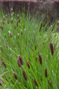 Pennisetum 'Red Buttons'